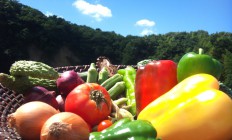 野菜